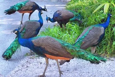 Peacocks