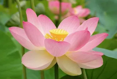 Pink Flower jigsaw puzzle