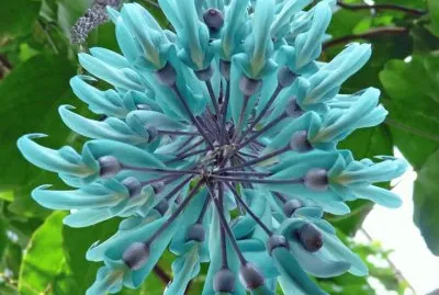 Jade Vine Flower