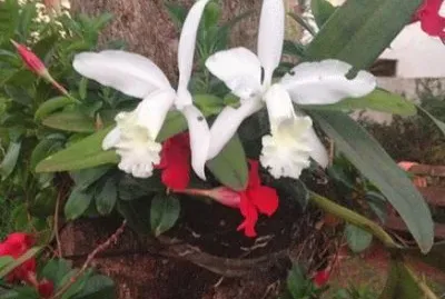 - orquidea baunilha,(vanilla fragrans)