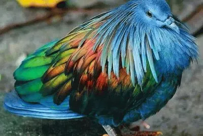Nicobar Pigeon