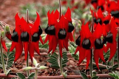 Desert Pea Australia