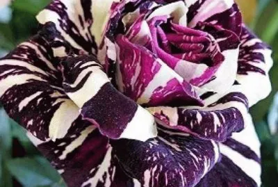Black Dragon Rose