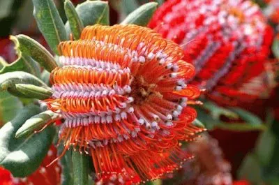 Unknown Flower jigsaw puzzle