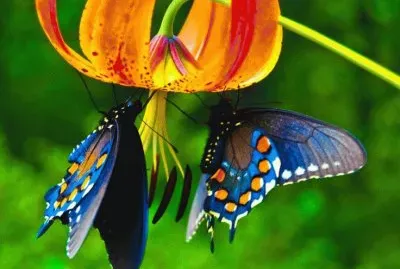 Beautiful Butterflies jigsaw puzzle