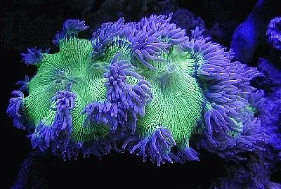 Coral from Great Barrier Reef