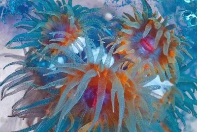 Coral Reef of Sulawesi