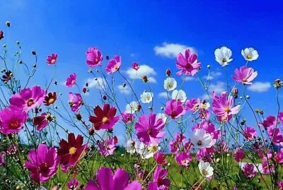 Gorgeous Spring Flowers jigsaw puzzle