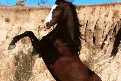 Horse jigsaw puzzle