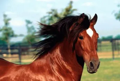 Horse jigsaw puzzle