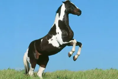 Horse jigsaw puzzle