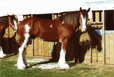 Clydesdale Horse jigsaw puzzle