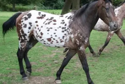 Horse jigsaw puzzle