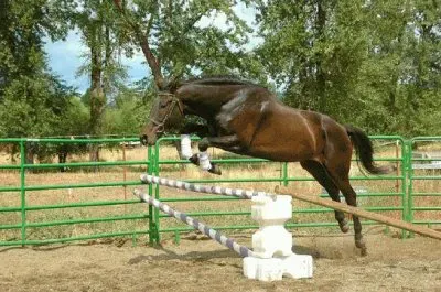 Horse jigsaw puzzle