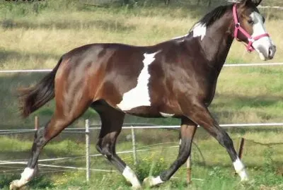 Horse jigsaw puzzle