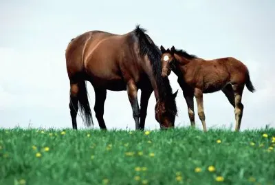 Horses