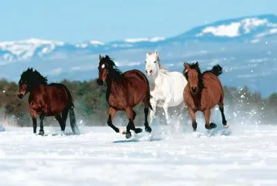 Horses in the Snow