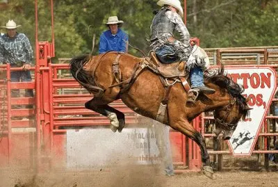 Rodeo Horse