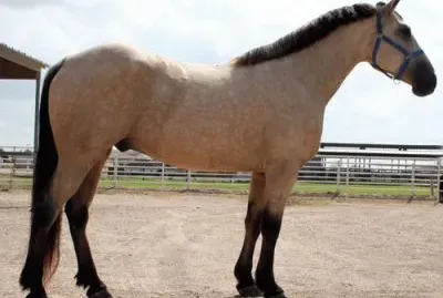 Buckskin Horse