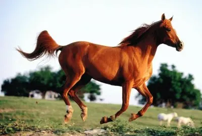 Horse