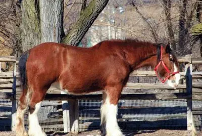 Clydesdale Horse