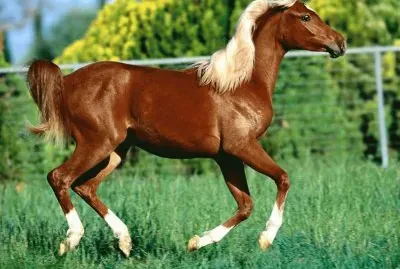 Horse