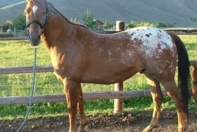 Appaloosa Horse
