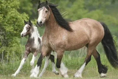 Gypsy Horses