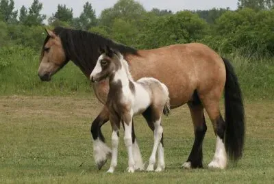 Gypsy Horses