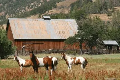 Horses