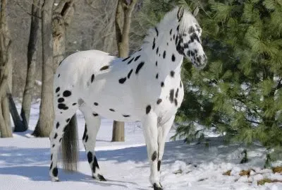 Appaloosa Horse
