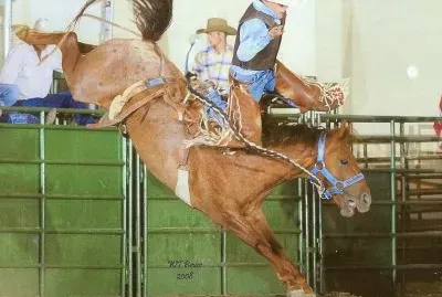 Rodeo Horse