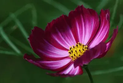 cosmos jigsaw puzzle