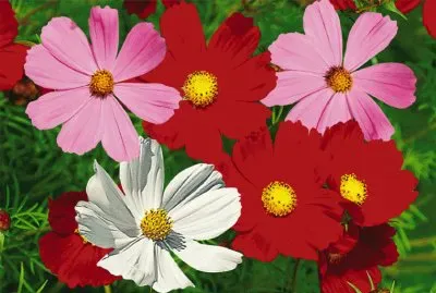 cosmos jigsaw puzzle