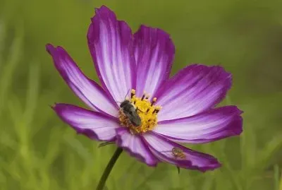cosmos