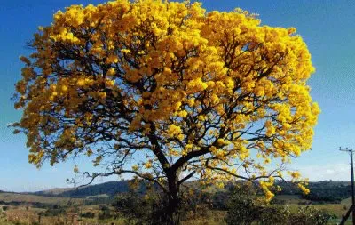 Caatinga