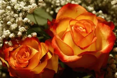 Beautiful Roses