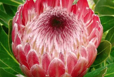 Protea