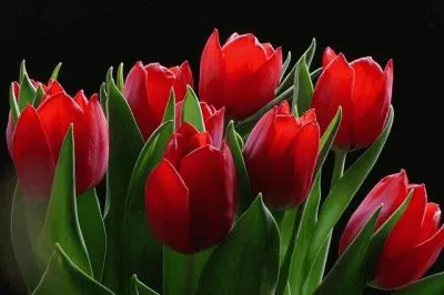 Red Tulips