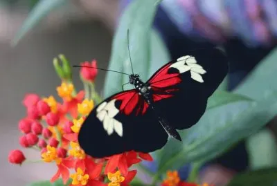 Rain forest Butterfly
