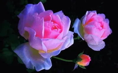 Pink Roses