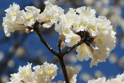 IpÃª Branco jigsaw puzzle