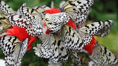 Bunch of Black and White Butterflies