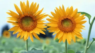 Sun Flowers