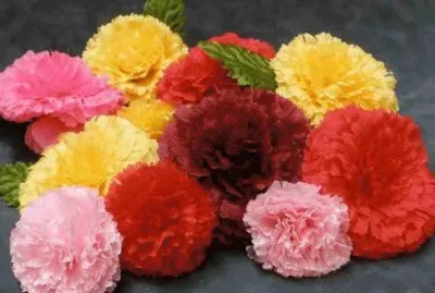 Beautiful Carnation jigsaw puzzle