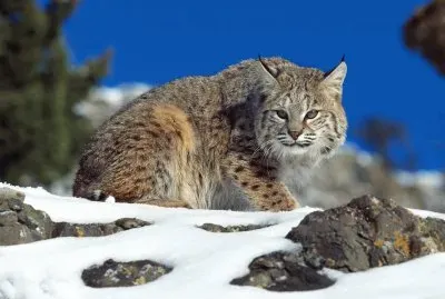 פאזל של FELINO