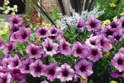 Petunia jigsaw puzzle