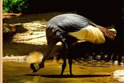 Grulla coronada - Ãfrica