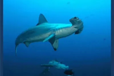 TiburÃ³n Martillo Gigante