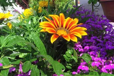 פאזל של flores
